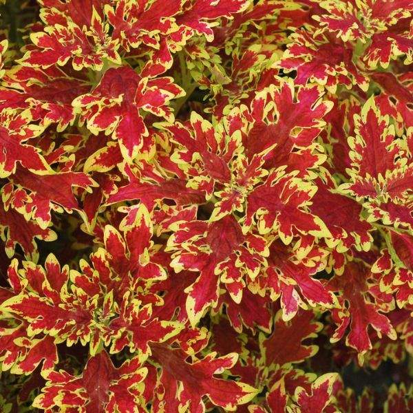 COLEUS WILDFIRE BLAZE