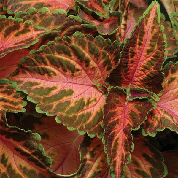 COLEUS WIZARD CORAL SUNRISE