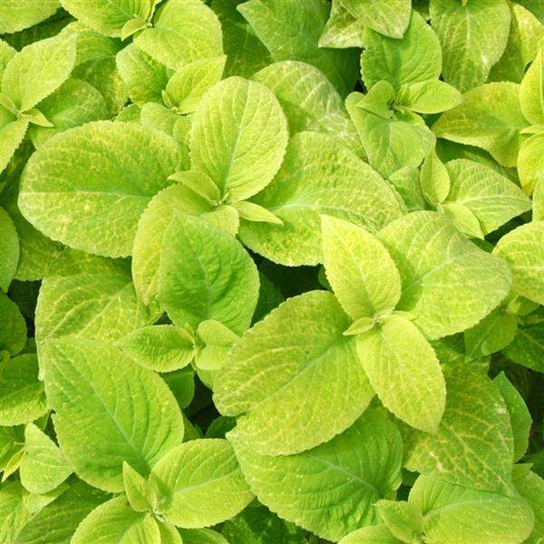 Coleus Wizard Golden