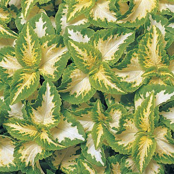 Coleus Wizard Jade