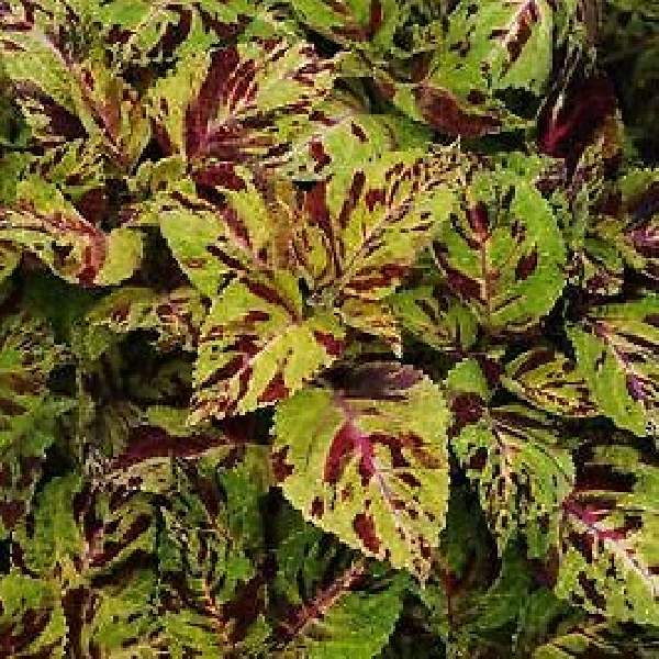 Coleus Wizard Mosaic