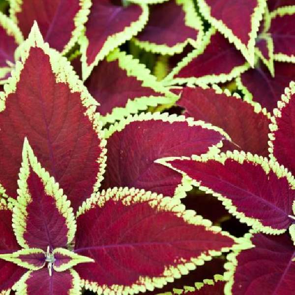 Coleus Wizard Scarlet
