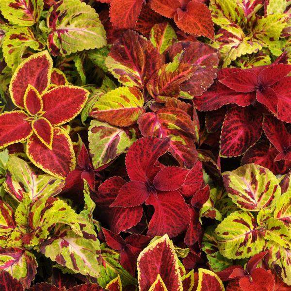 coleus-wizard-select-mix-coleus-1665166258.jpg