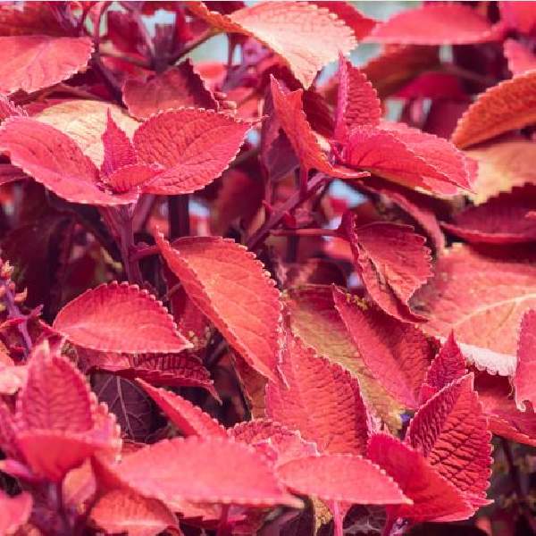 coleus-wizard-sunset-coleus-1665166398.jpg
