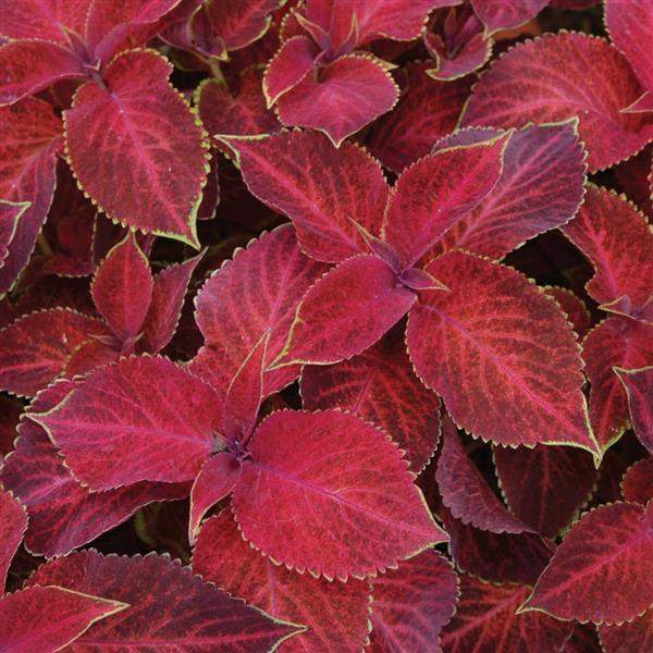 Coleus Wizard Velvet Red