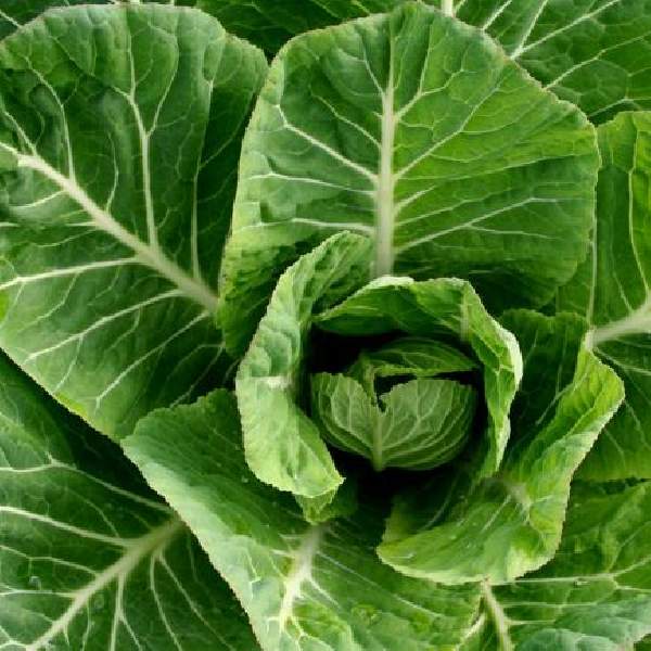 Collard