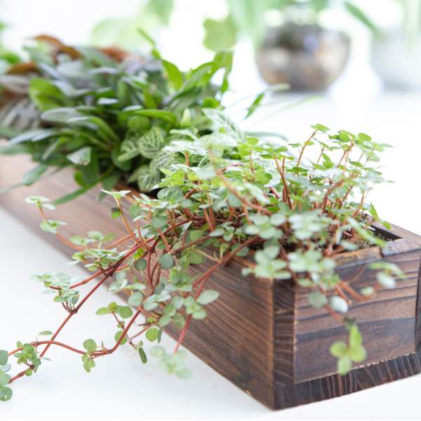 COMBO DISH GARDEN