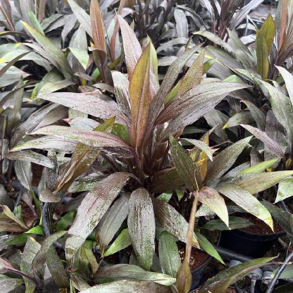 Cordyline