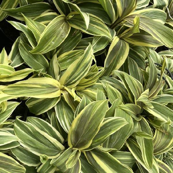Cordyline Chocolate Queen