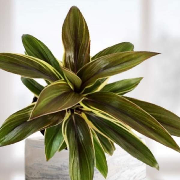 Cordyline Coffee Compacta