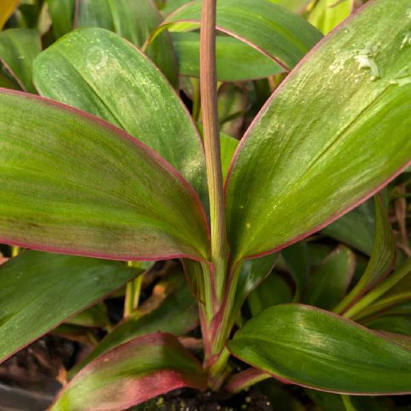 cordyline-red-cordyline-1721744797.jpg