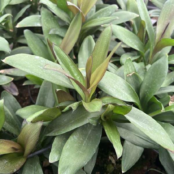 Cordyline Soledad Purple