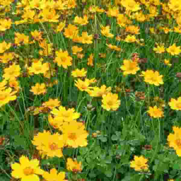 Coreopsis Auriculata Nana