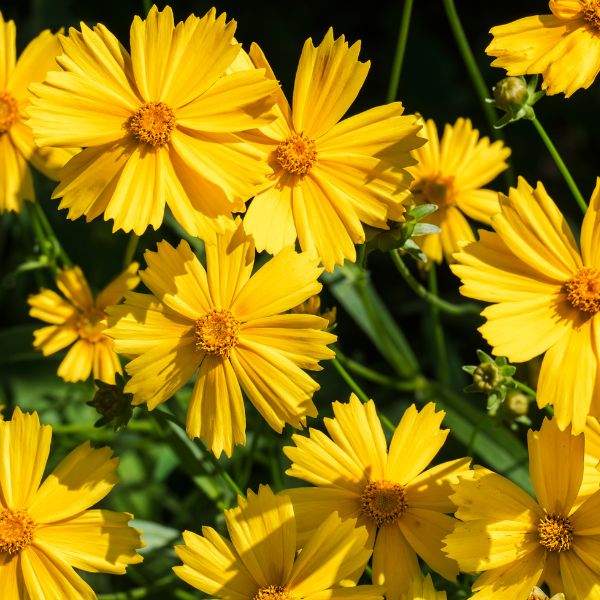 COREOPSIS CASTELLO COMPACT GOLD