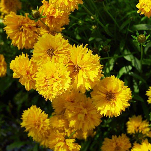 coreopsis-castello-pompon-yellow-coreopsis-1659381261.jpg