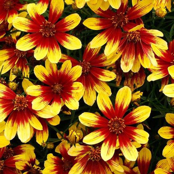 COREOPSIS FIREFLY