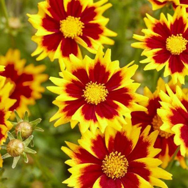 COREOPSIS GRANDIFLORA SOLAR JEWEL