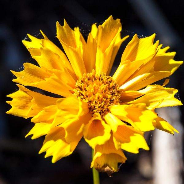 COREOPSIS JETHRO TULL