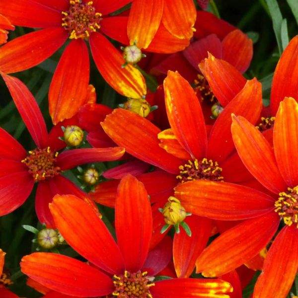 coreopsis-ladybird-coreopsis-1659381408.jpg