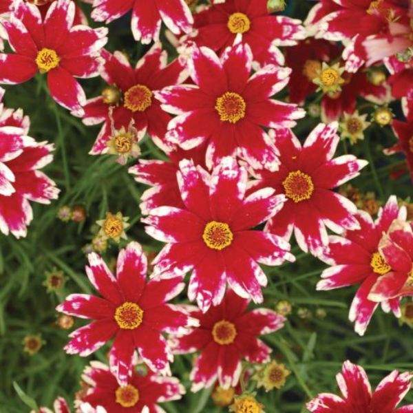 COREOPSIS RUBY FROST