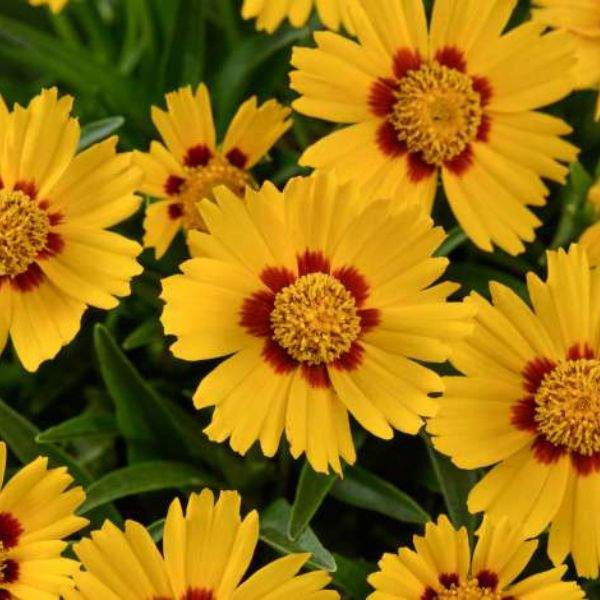 COREOPSIS SOLANNA BRIGHT TOUCH