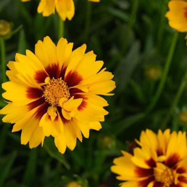 Coreopsis Solanna Sunset Bright
