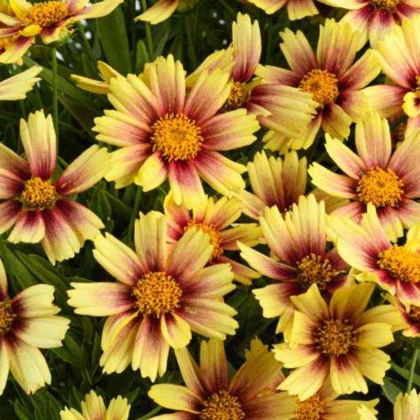 COREOPSIS SOLANNA SUNSET BURST