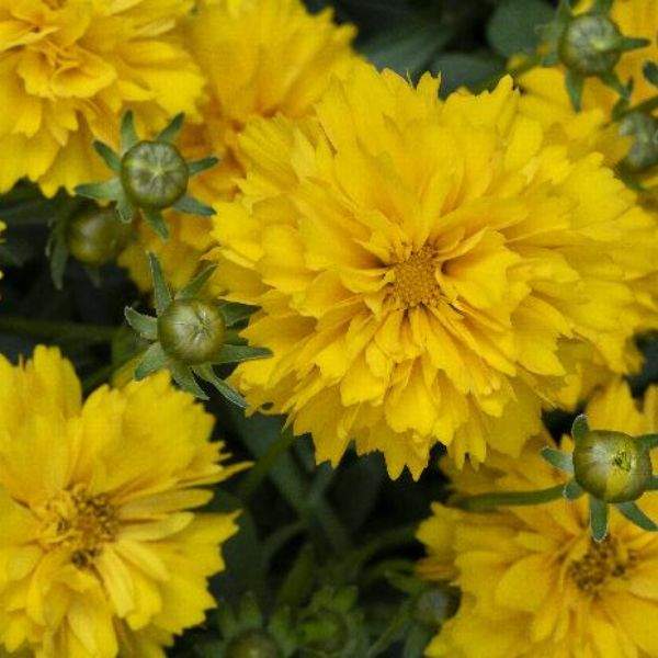 COREOPSIS SOLANNA SUNSHINE