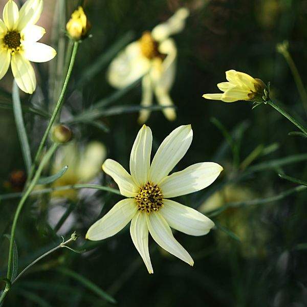 coreopsis-verticillata-moonbeam-coreopsis-1659382218.jpg