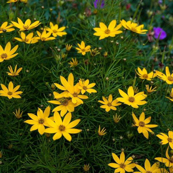 COREOPSIS ZAGREB