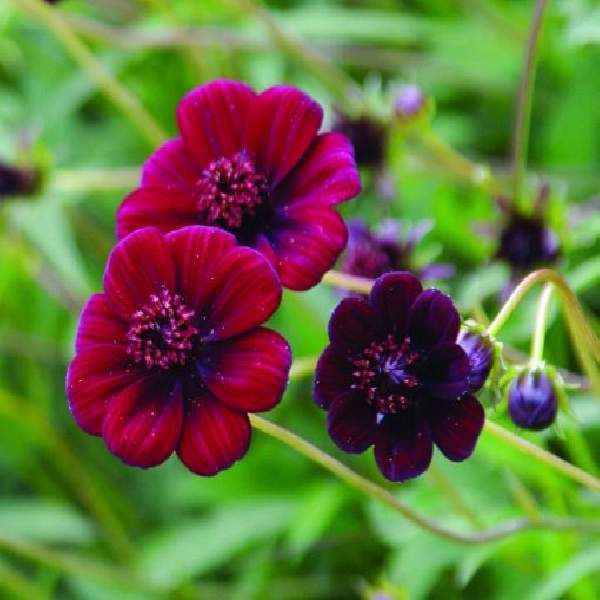 Cosmos