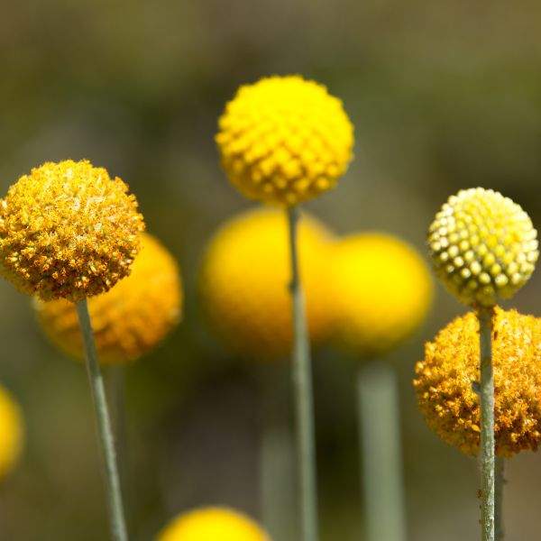 Wholesale Craspedia Golf Beauty Imp Rooted Plugs And Liners