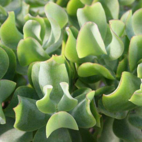 Crassula