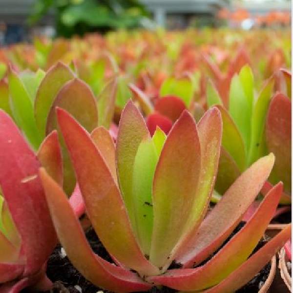 CRASSULA CAPITELLA CAMPFIRE