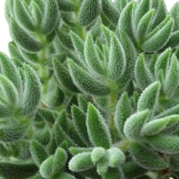 Crassula mesembryanthemoides