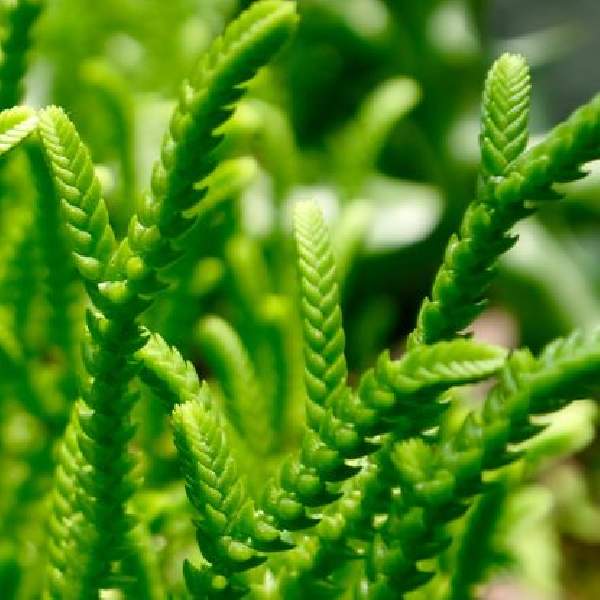 CRASSULA MUSCOSA PRINCESS PINE