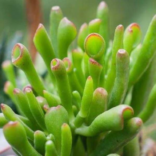CRASSULA OVATA HOBBIT