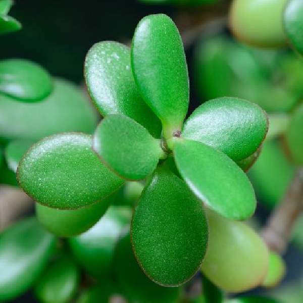 crassula-ovata-minor-succulent-1660763679.jpg