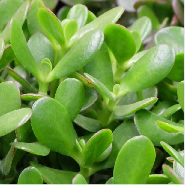 CRASSULA OVATA