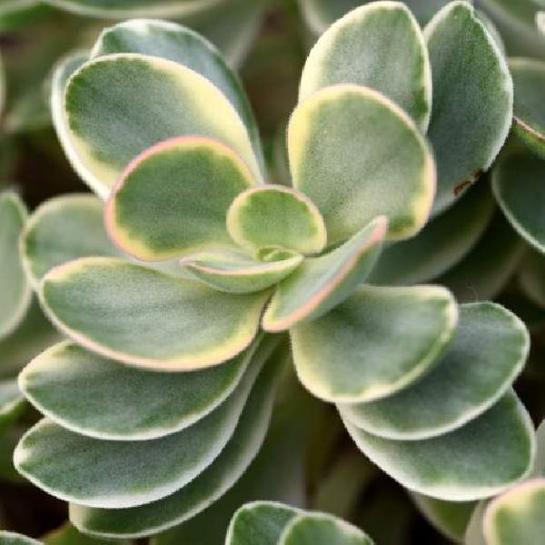 CRASSULA OVATA VARIEGATA