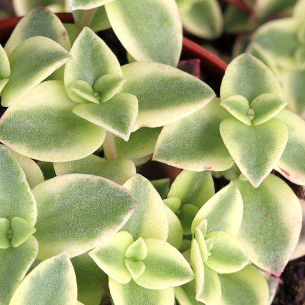 CRASSULA PELLUCIDA VARIEGATA