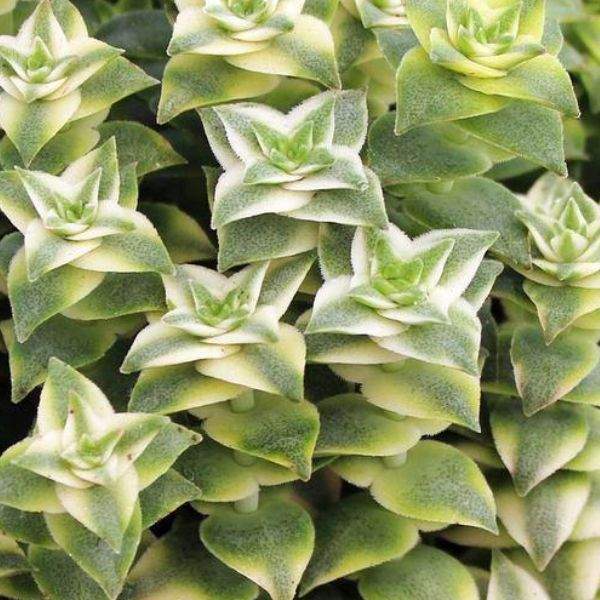 CRASSULA PERFORATA VARIEGATA