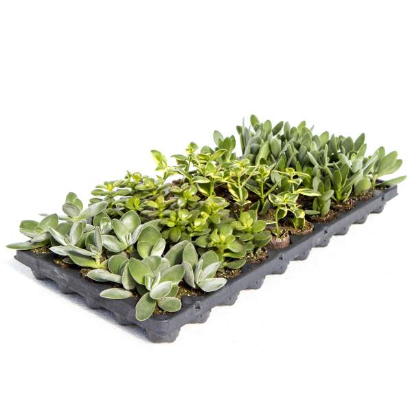 CRASSULA ASSORTMENT
