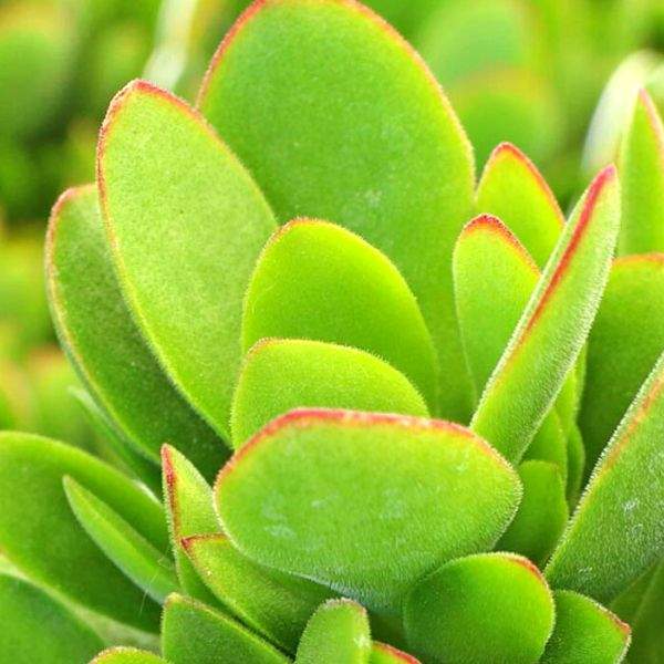 CRASSULA SWAZIENSIS MONEY MAKER