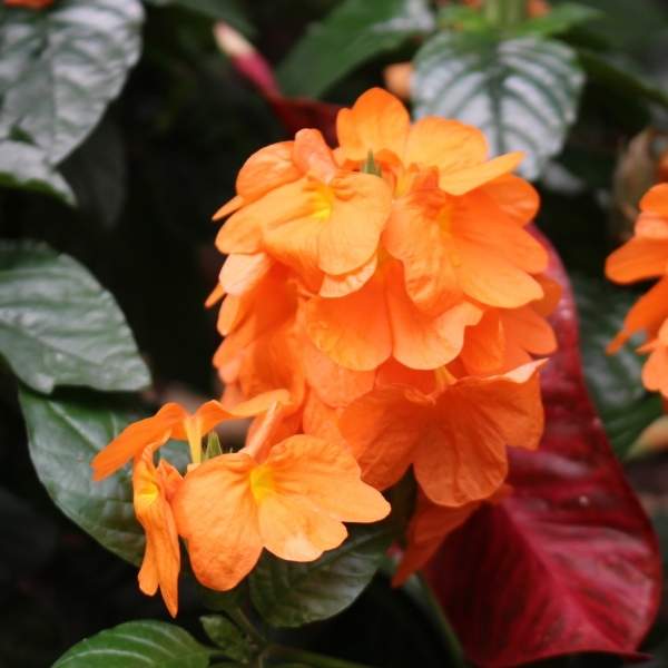 crossandra-infundibuliformis-orange-crossandra.jpg