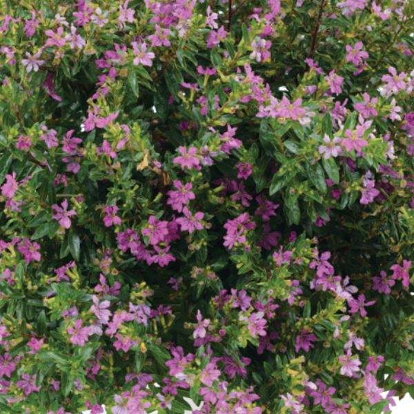 cuphea-cupid-purple-imp-cuphea-1659382531.jpg