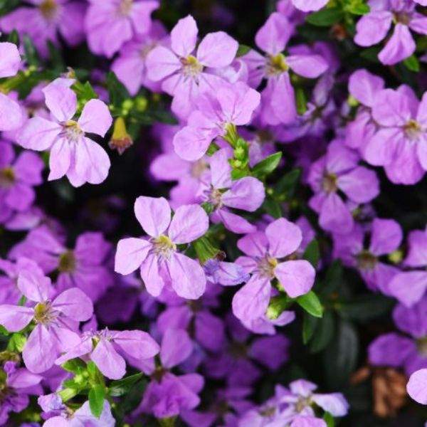 cuphea-hyssopifolia-floriglory-corazon-cuphea-1659382568.jpg