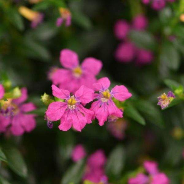 cuphea-hyssopifolia-floriglory-diana-cuphea-1659382673.jpg