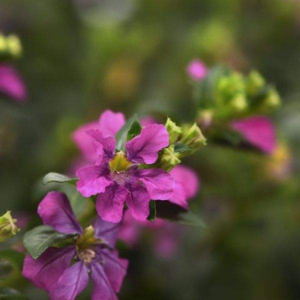 cuphea-hyssopifolia-floriglory-selena-cuphea-1659382626.jpg