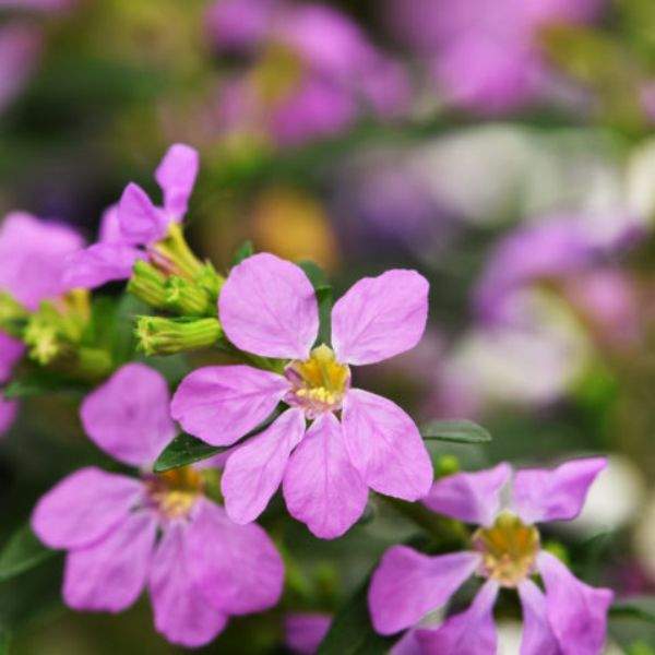 cuphea-hyssopifolia-floriglory-sofia-cuphea-1659382637.jpg